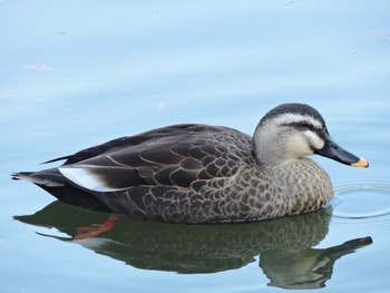 Eastern Spot-billed Duck 万博記念公園 Sun, 12/10/2023