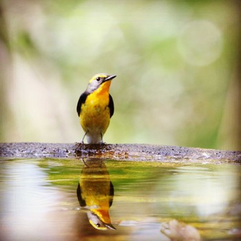 Narcissus Flycatcher 神奈川県 Wed, 10/10/2018