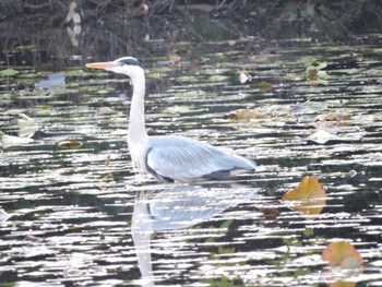 Grey Heron 万博記念公園 Sun, 12/10/2023