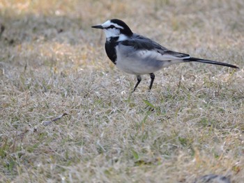 White Wagtail 万博記念公園 Sun, 12/10/2023