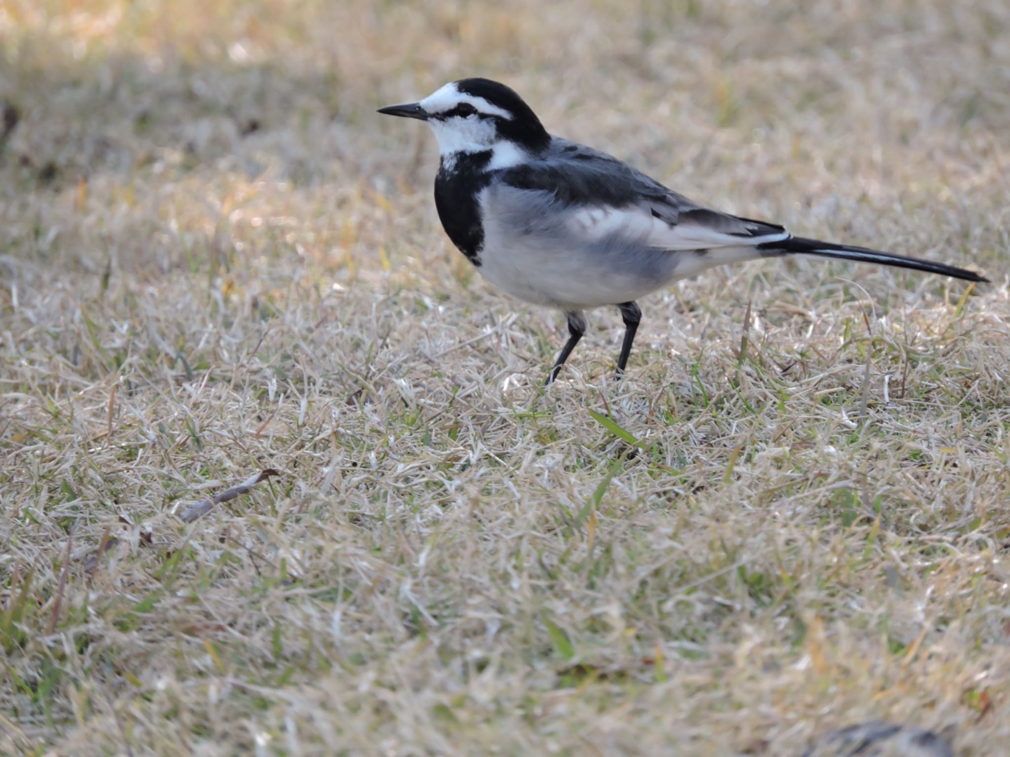 Photo of White Wagtail at 万博記念公園 by 鉄腕よっしー