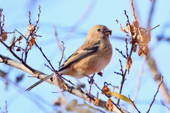 ベニマシコ 国営木曽三川公園  2023年12月10日(日)