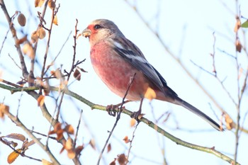 ベニマシコ 国営木曽三川公園  2023年12月10日(日)