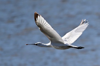 クロツラヘラサギ 伊佐沼 2023年12月6日(水)