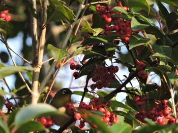 2023年12月10日(日) 万博記念公園の野鳥観察記録