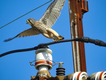 2023年12月10日(日) 愛知県愛西市立田町の野鳥観察記録