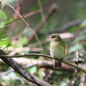 Narcissus Flycatcher 神奈川県 Tue, 10/2/2018