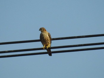 2023年12月10日(日) 鍋田干拓地の野鳥観察記録