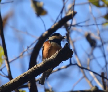 Varied Tit 各務野自然遺産の森 Sun, 12/10/2023