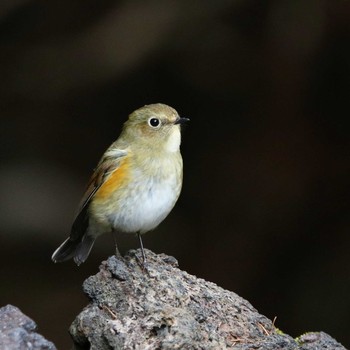 Red-flanked Bluetail 山梨県 Tue, 9/4/2018