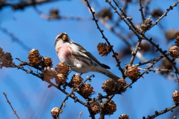 Common Redpoll Unknown Spots Mon, 11/27/2023