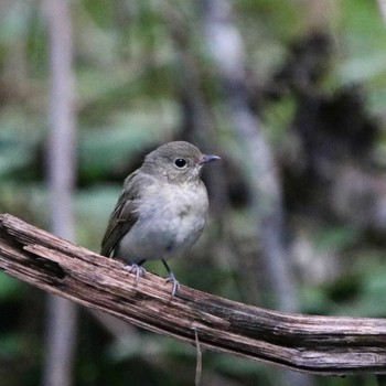 Asian Brown Flycatcher 山梨県 Tue, 10/2/2018