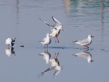 Black-headed Gull Isanuma Sun, 12/10/2023