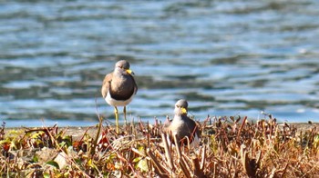 Grey-headed Lapwing 淀川河川敷 Sun, 12/10/2023