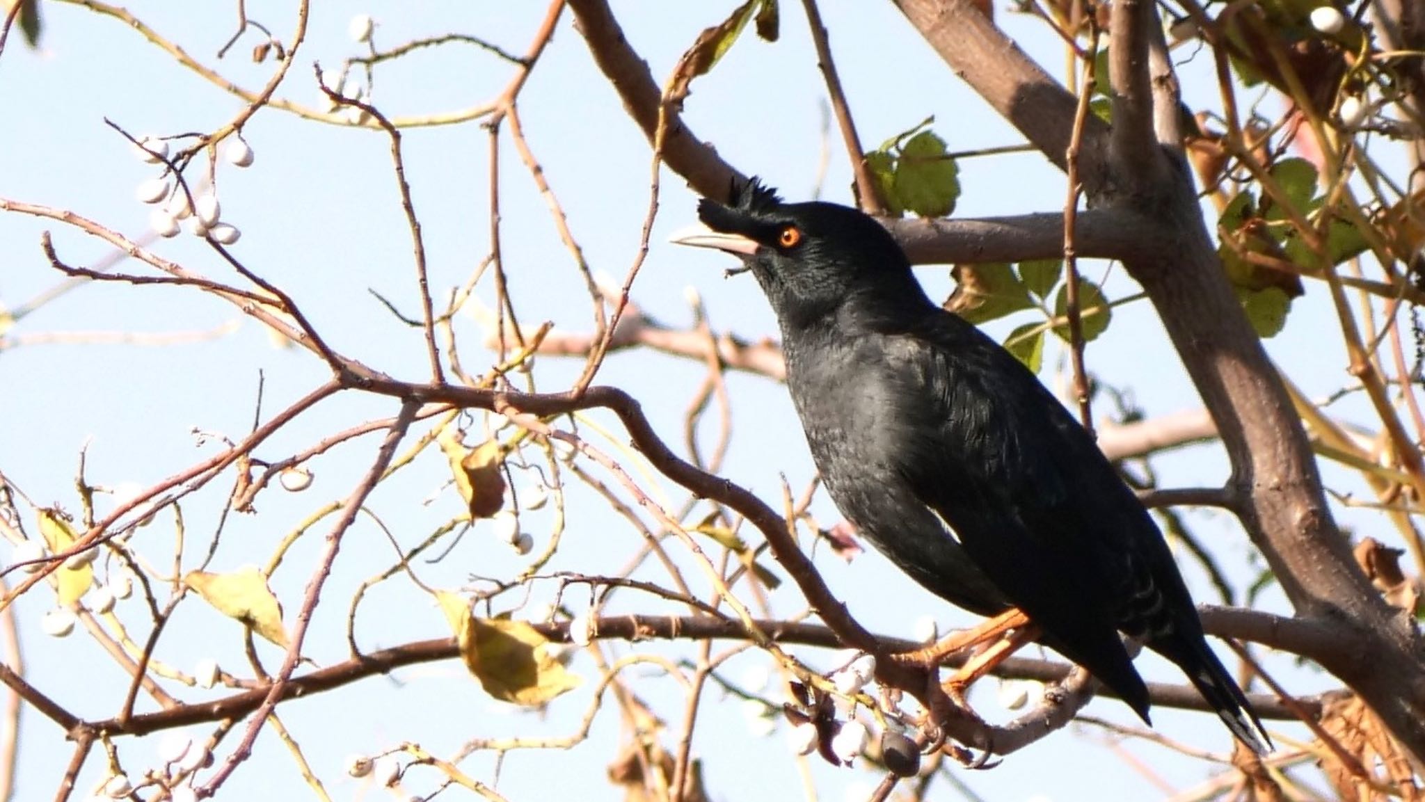 Crested Myna