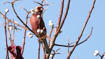 Sun, 12/10/2023 Birding report at 淀川河川敷
