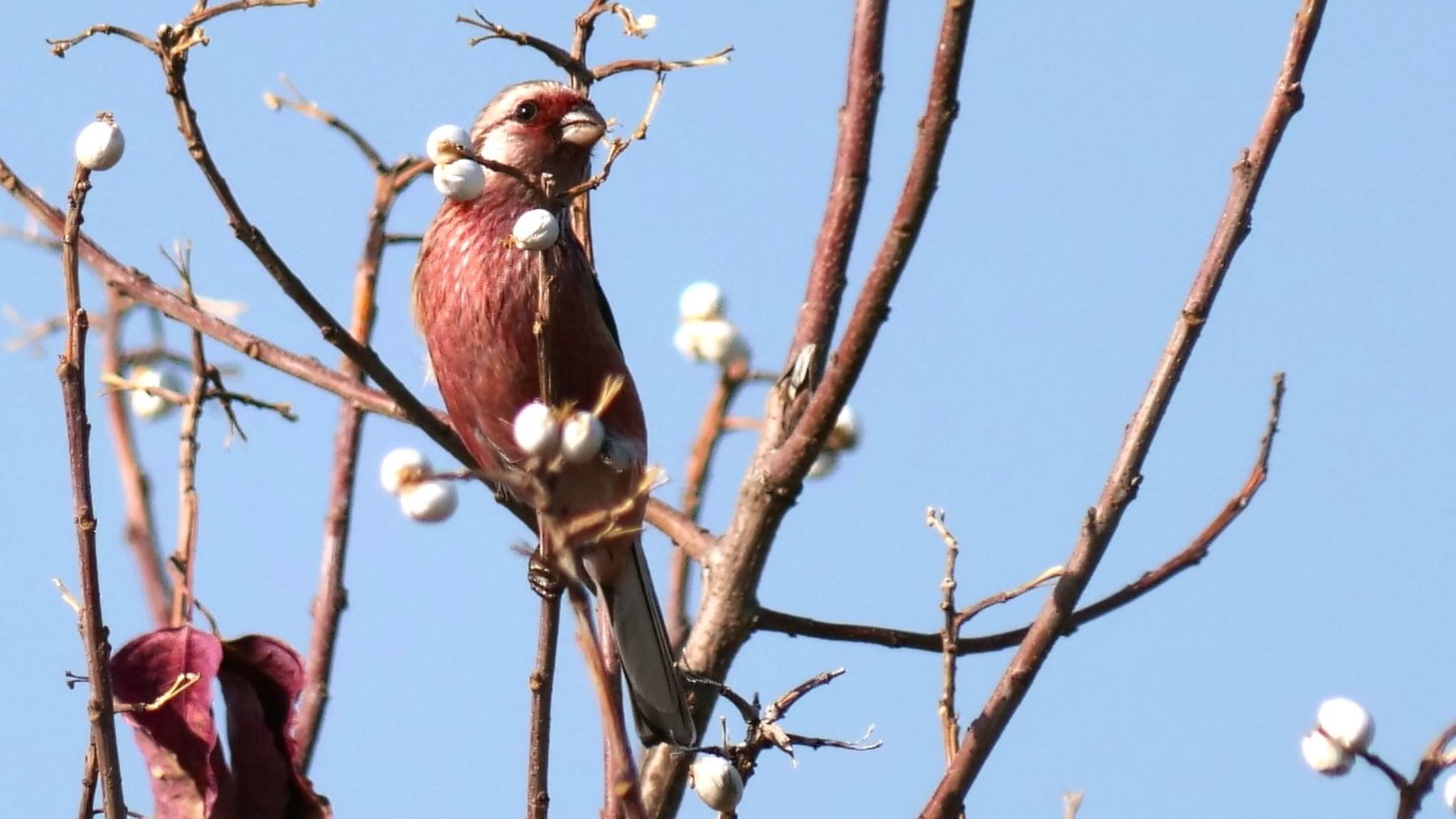 Siberian Long-tailed Rosefinch