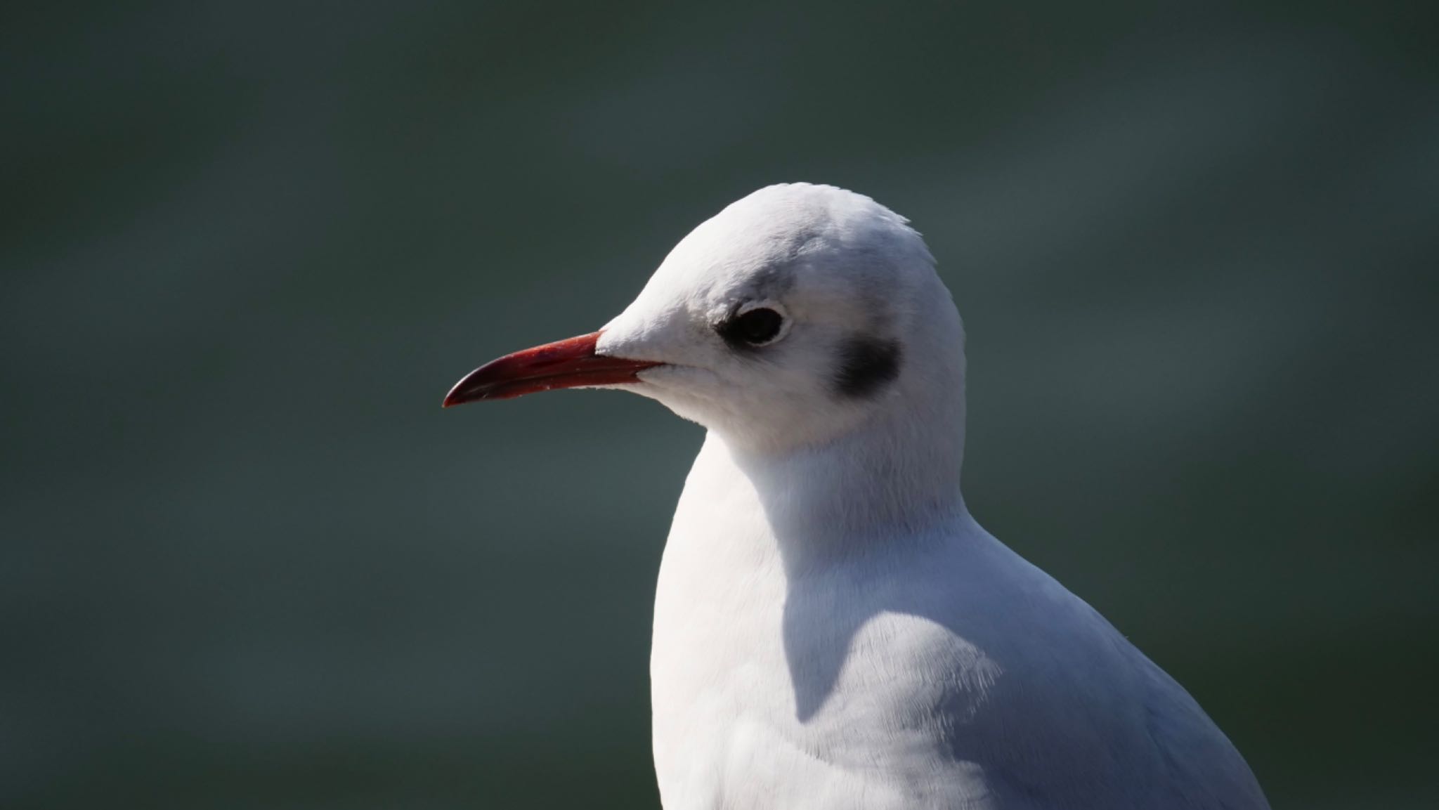 Black-headed Gull