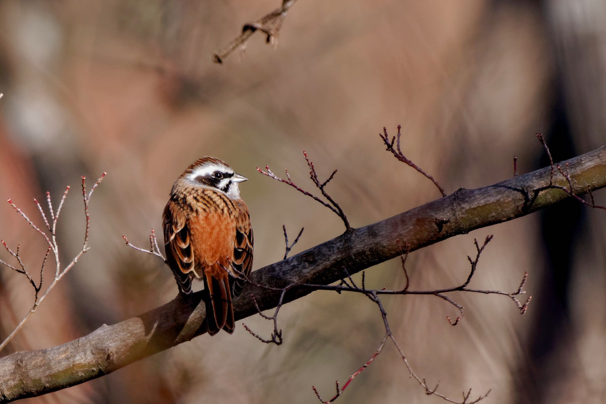 Meadow Bunting