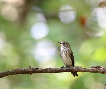 Grey-streaked Flycatcher 神奈川県 Wed, 10/10/2018