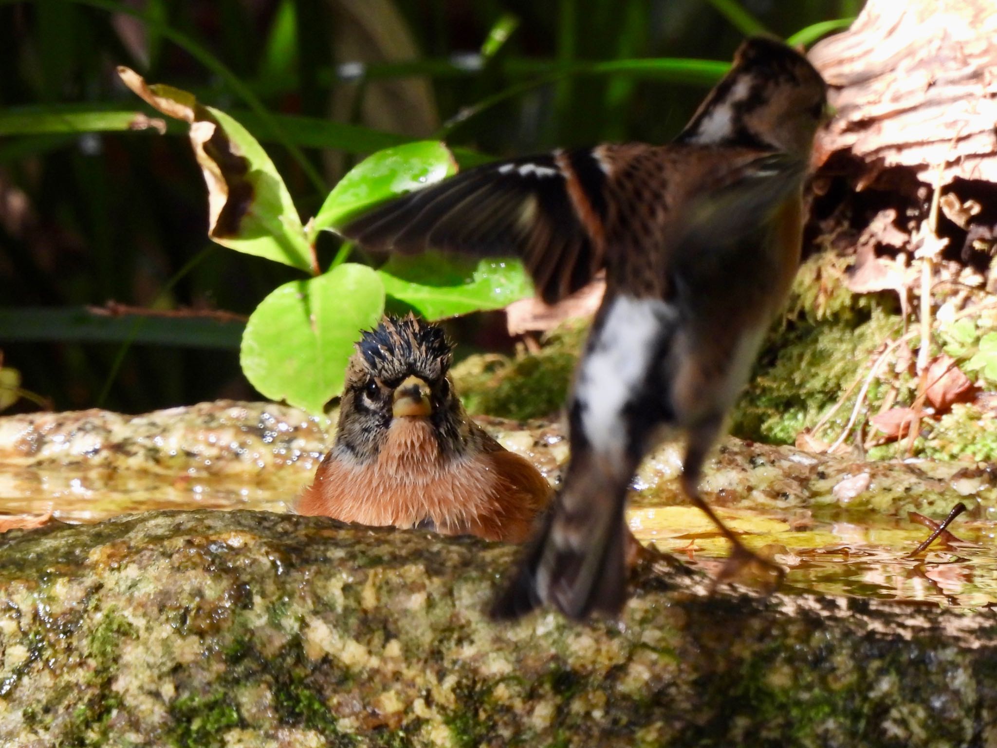 Brambling