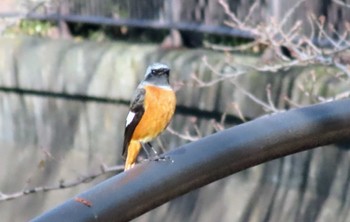 Daurian Redstart 仙川平和公園(三鷹市) Wed, 12/6/2023