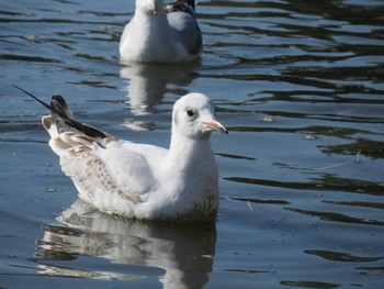 Black-headed Gull 鶴岡八幡宮 Sun, 12/10/2023