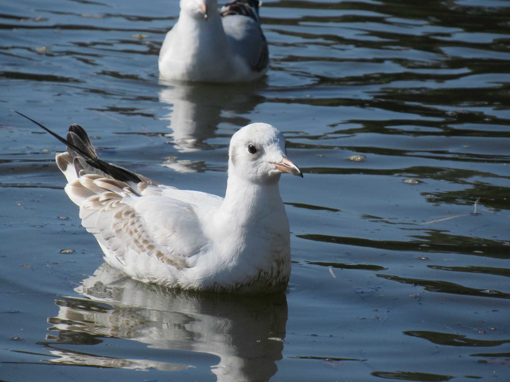 Black-headed Gull