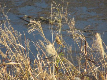 Sun, 12/10/2023 Birding report at 柏尾川