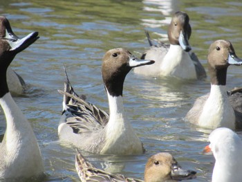 Northern Pintail 鶴岡八幡宮 Sun, 12/10/2023