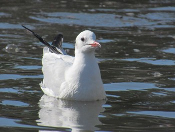 Black-headed Gull 鶴岡八幡宮 Sun, 12/10/2023