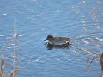 Eurasian Teal 柏尾川 Sun, 12/10/2023