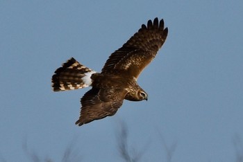 Hen Harrier 諌早湾干拓地 Fri, 12/8/2023