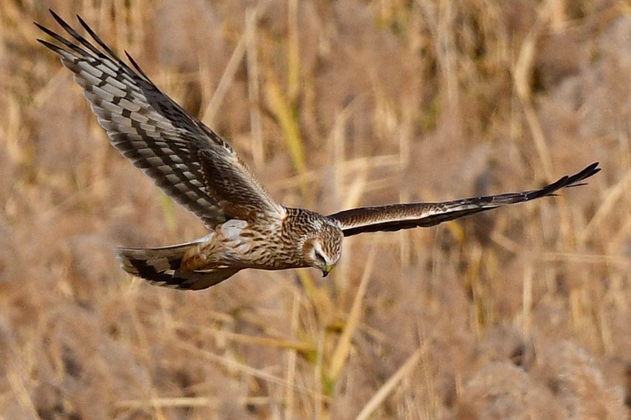 Photo of Hen Harrier at 諌早湾干拓地 by にょろちょろ
