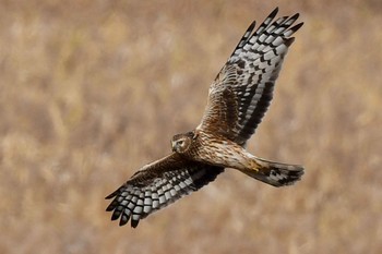 Hen Harrier 諌早湾干拓地 Fri, 12/8/2023