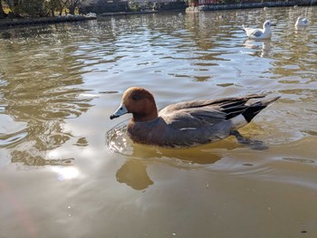 Eurasian Wigeon 鶴岡八幡宮 Sun, 12/10/2023