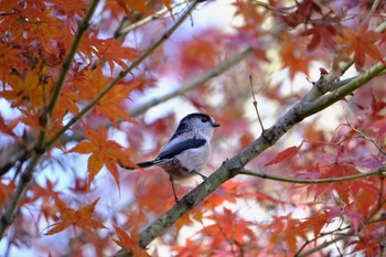 Long-tailed Tit 源兵衛川 Sun, 12/10/2023