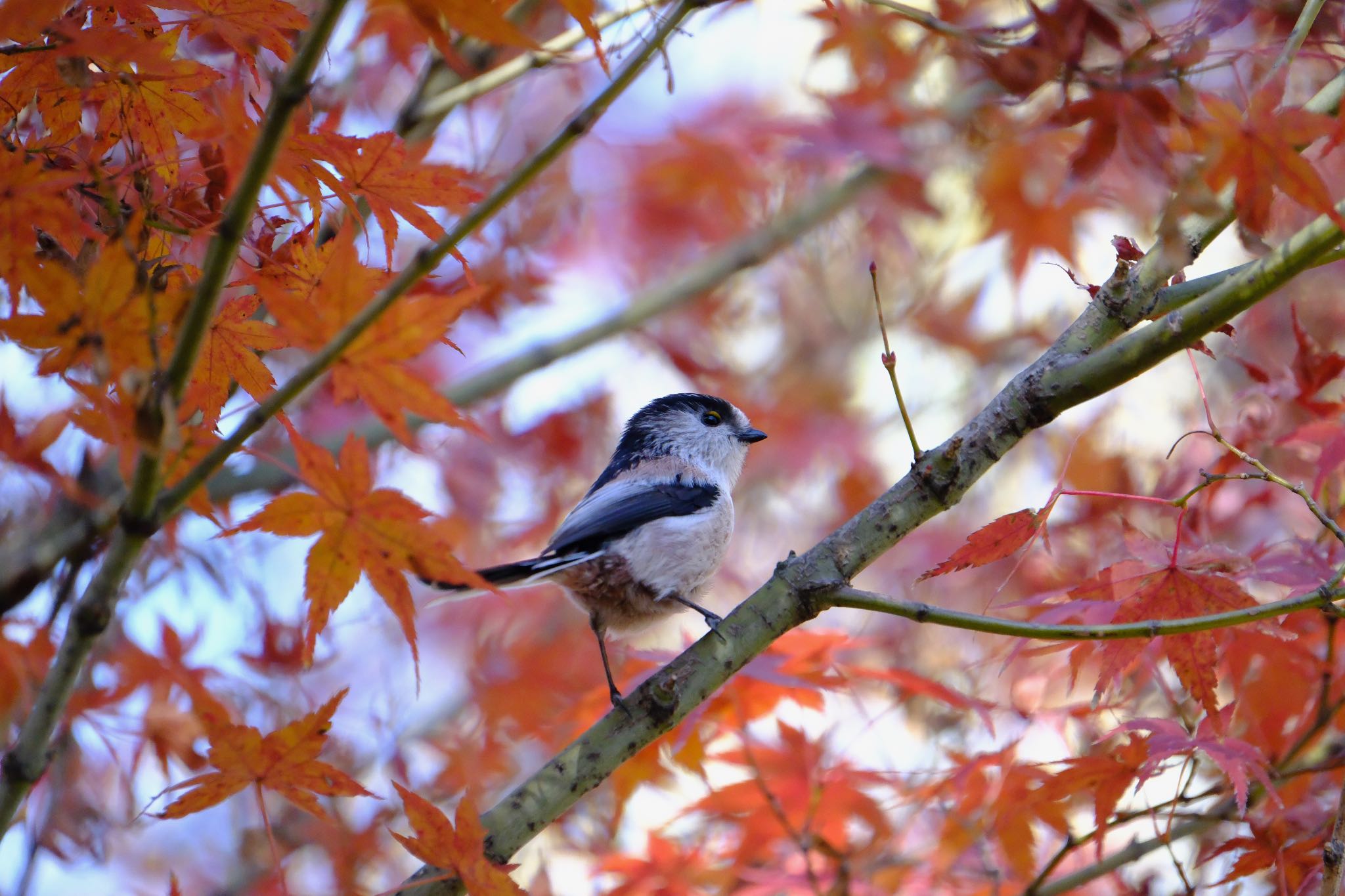 Long-tailed Tit