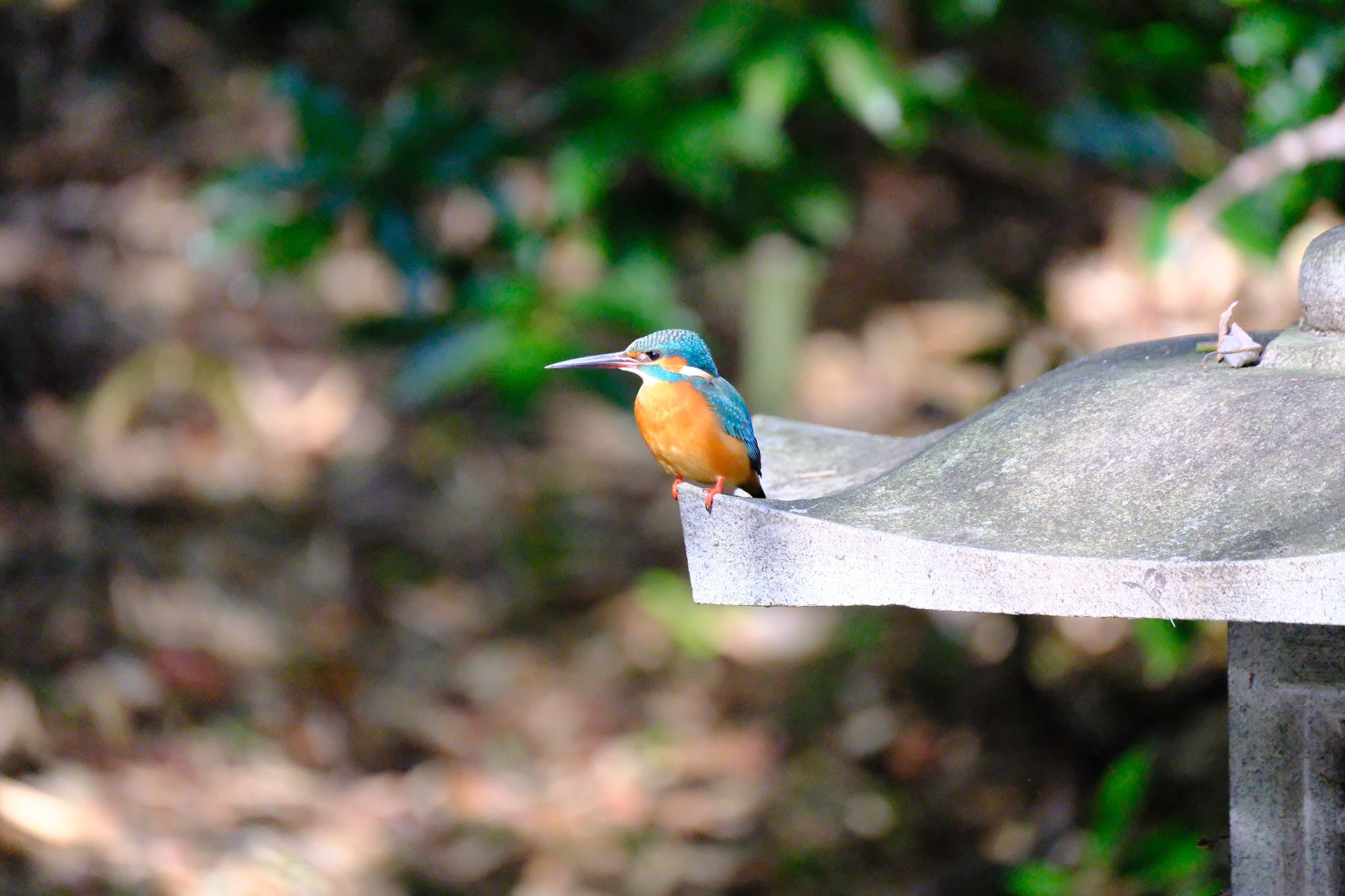 Photo of Common Kingfisher at 源兵衛川 by ポン介