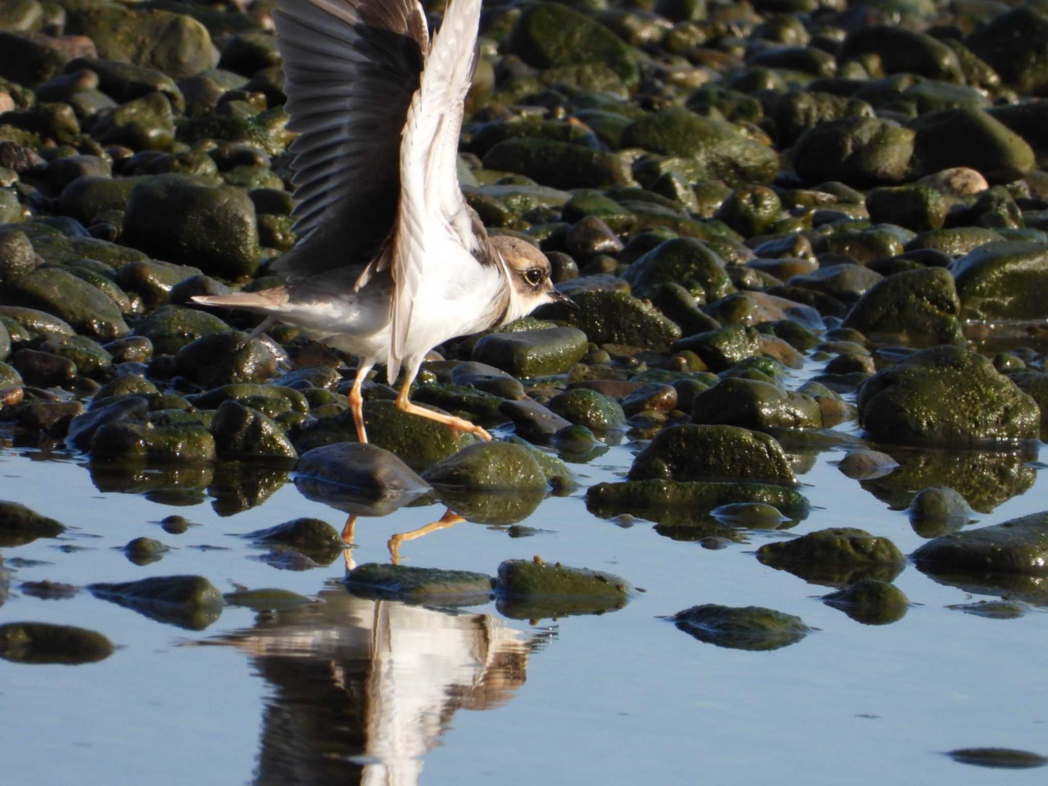 Photo of Long-billed Plover at 岡山旭川 by タケ