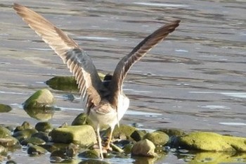 Long-billed Plover 岡山旭川 Sun, 12/10/2023