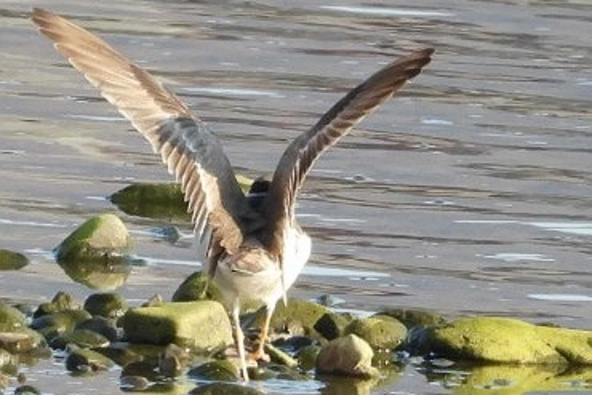 Photo of Long-billed Plover at 岡山旭川 by タケ