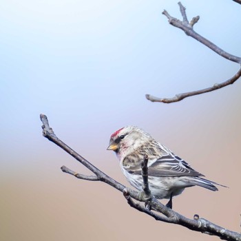 Common Redpoll 山口県 Sat, 11/25/2023