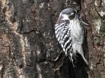 Japanese Pygmy Woodpecker(seebohmi) 左股川緑地(札幌市西区) Sun, 12/10/2023