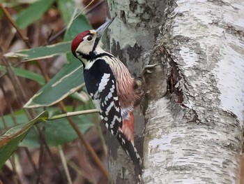 Sun, 12/10/2023 Birding report at 盤渓市民の森(札幌市中央区)