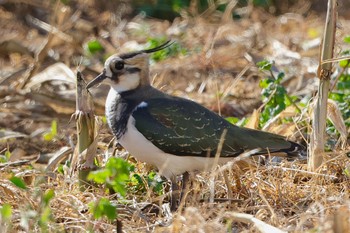 2023年12月10日(日) 平塚田んぼの野鳥観察記録