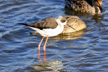 セイタカシギ 米子水鳥公園 2023年12月2日(土)