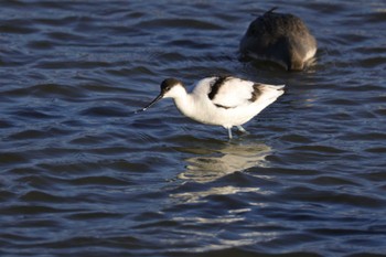 ソリハシセイタカシギ 米子水鳥公園 2023年12月2日(土)