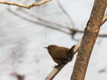 2023年12月10日(日) 盤渓川(盤渓2号橋〜盤沢砂防ダム付近)の野鳥観察記録