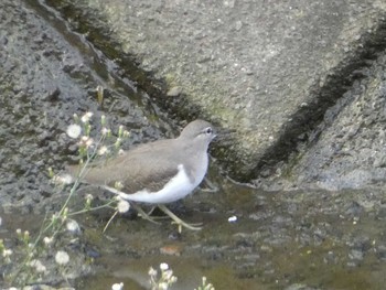 2018年10月14日(日) 恩田川(高瀬橋付近)の野鳥観察記録